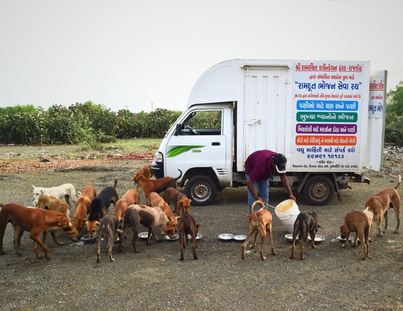 milk for stray dogs