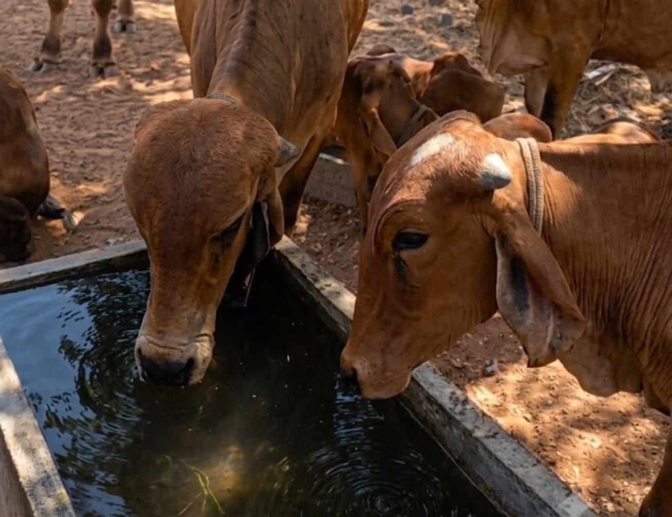 Water for Animals Rajkot