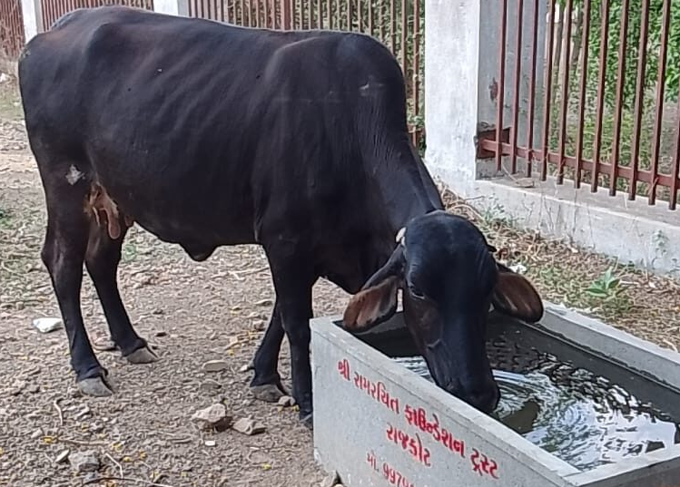 Animal Welfare NGO in Rajkot