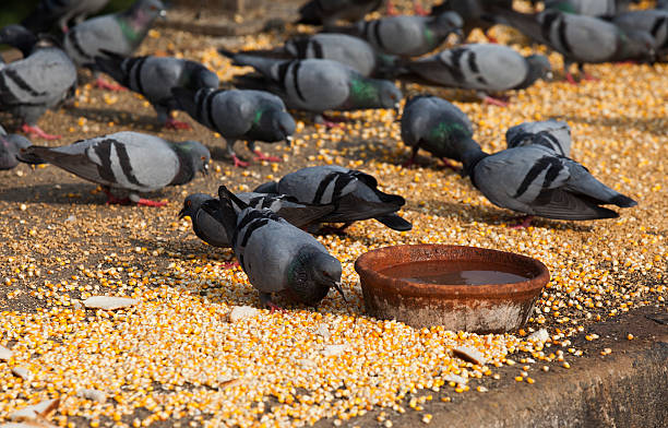 Bird Conservation