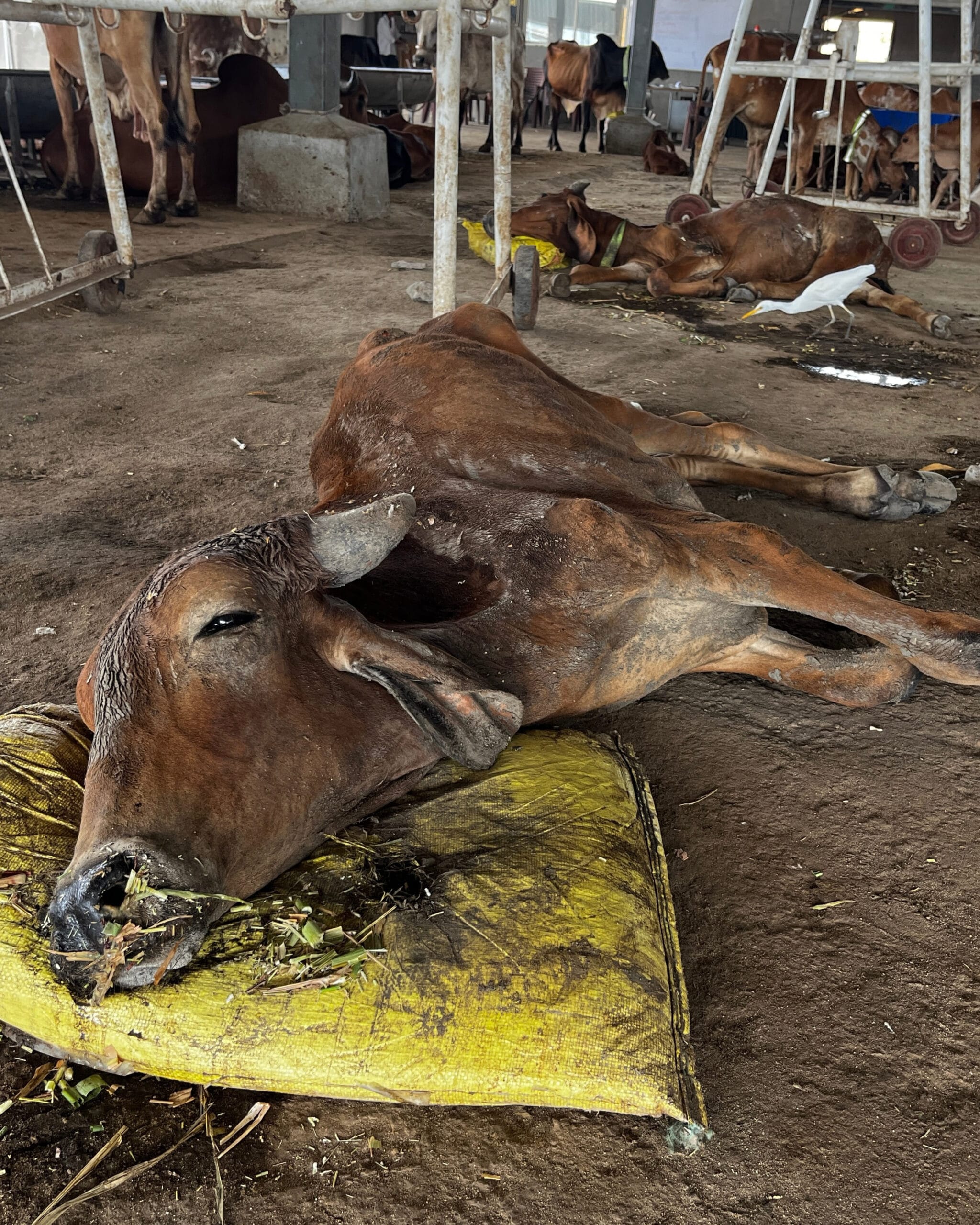 Cow Medical Treatment