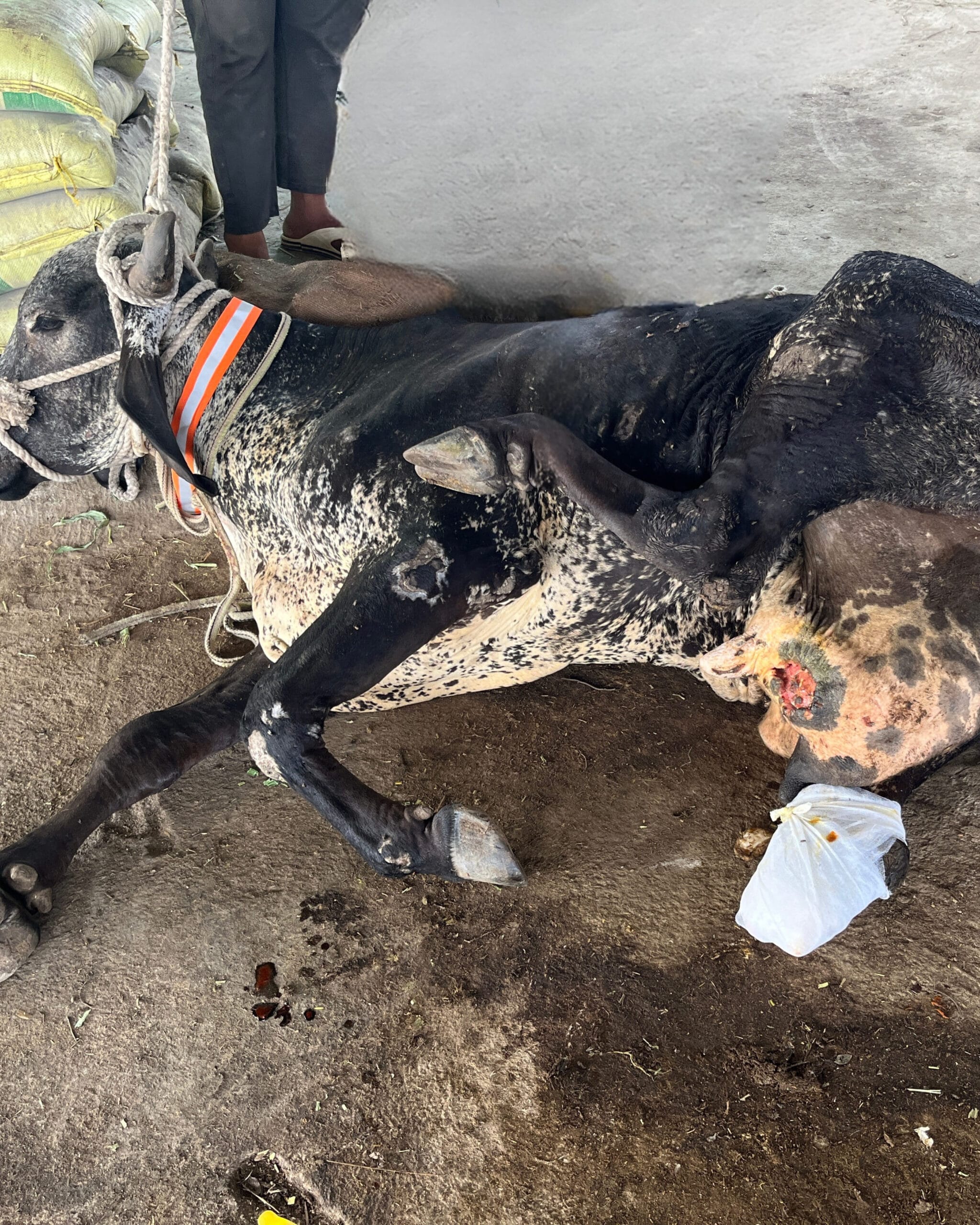 Cow Welfare Service