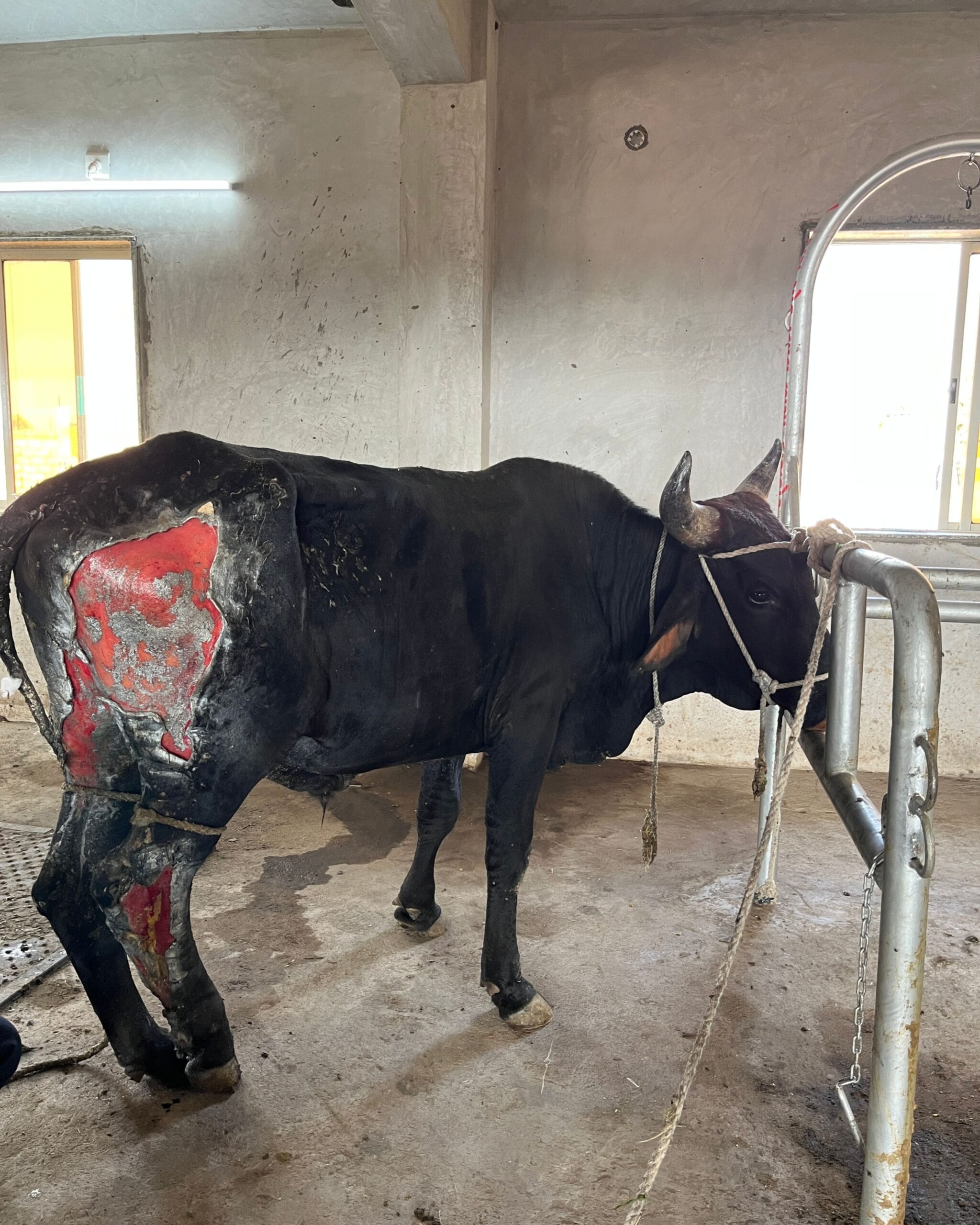 Compassionate Gau Seva
