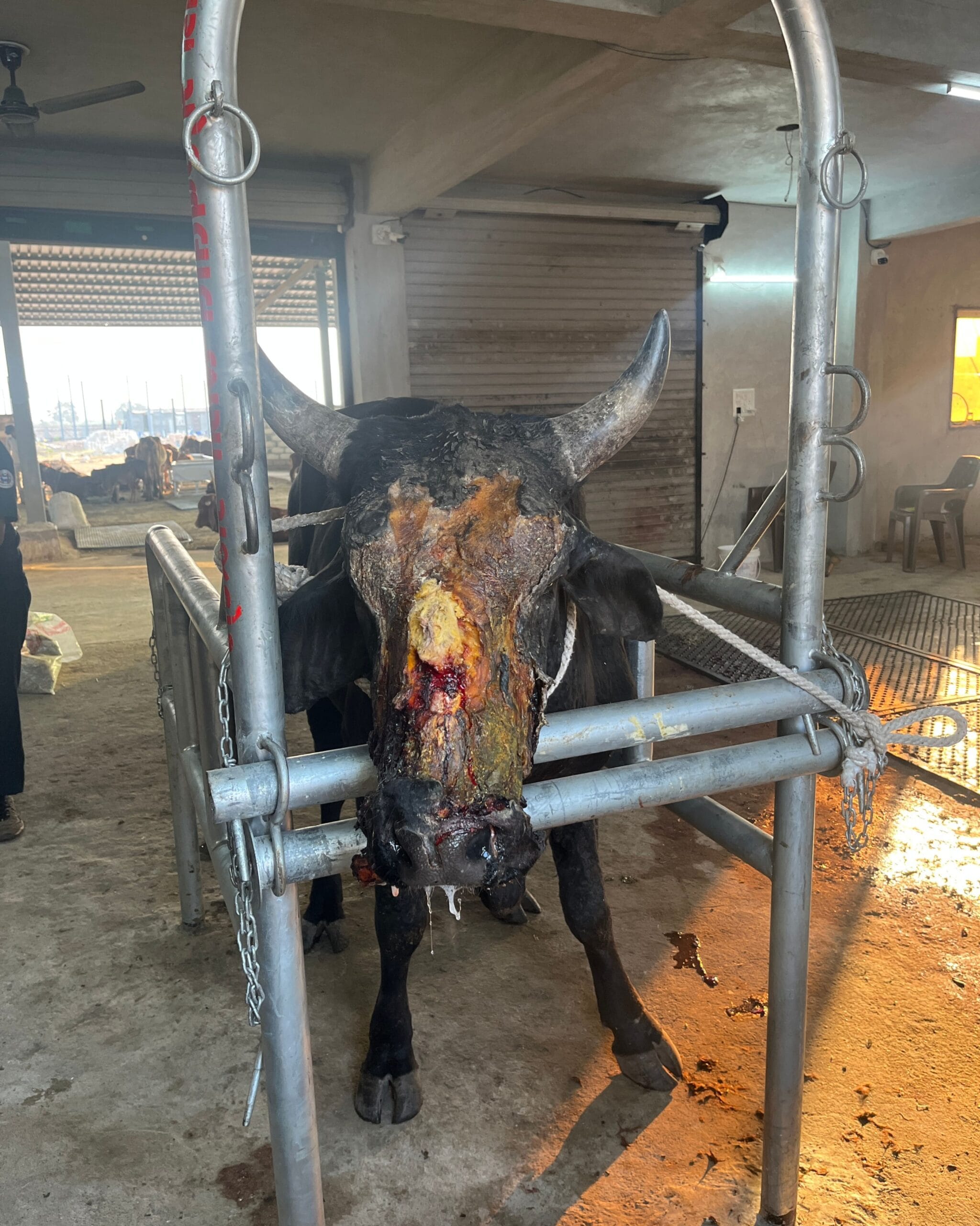 Cow Care & Treatment at Shree Ramrachit Foundation Trust