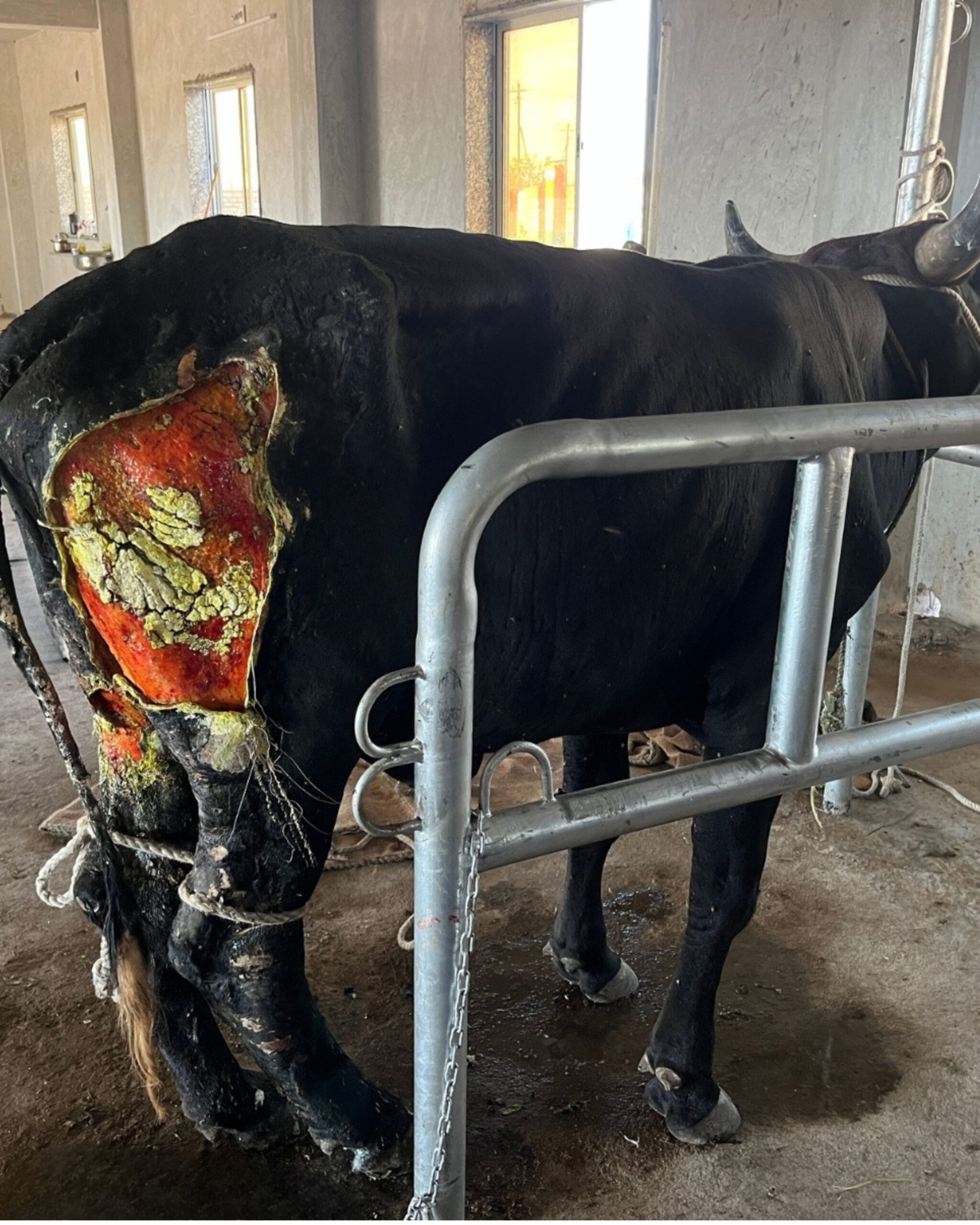 Cow Hospital in Rajkot