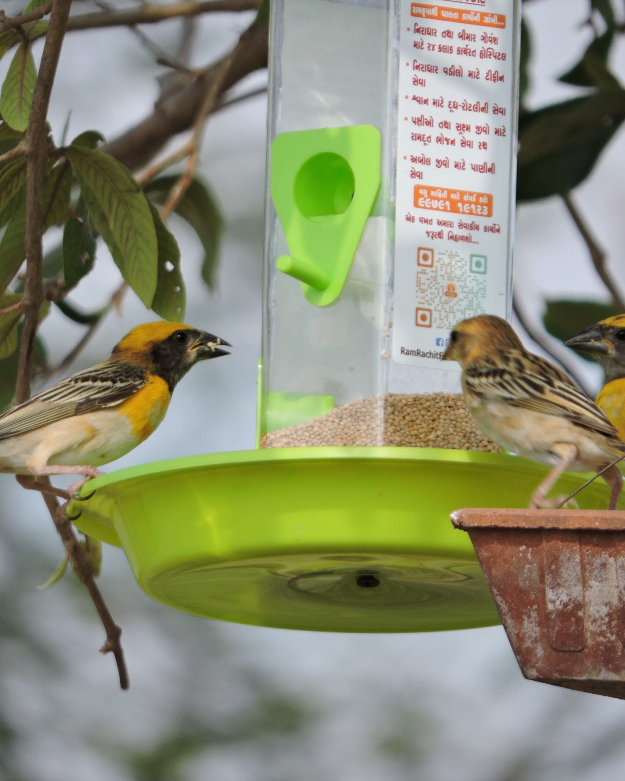 Water for Birds
