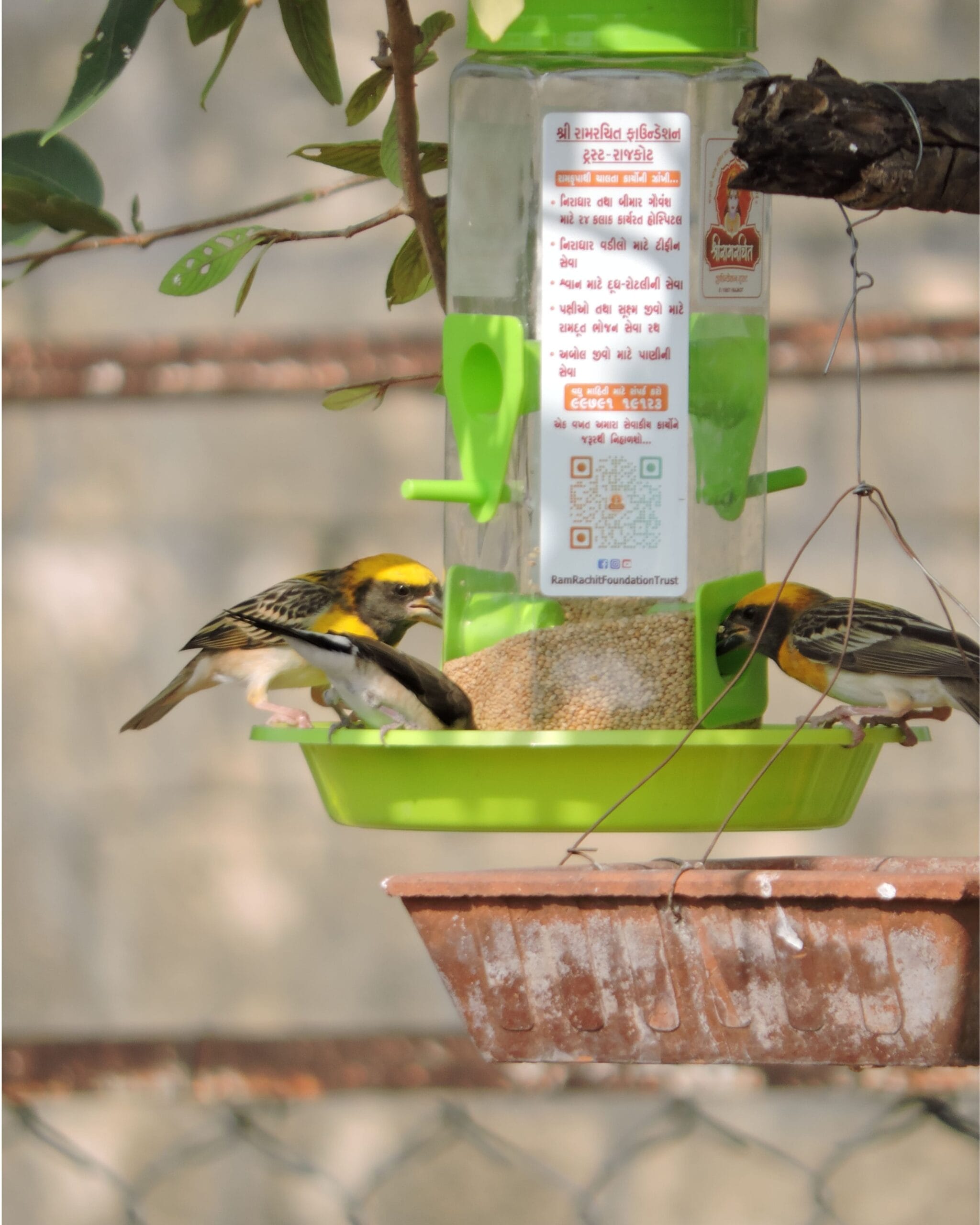 Food for Birds