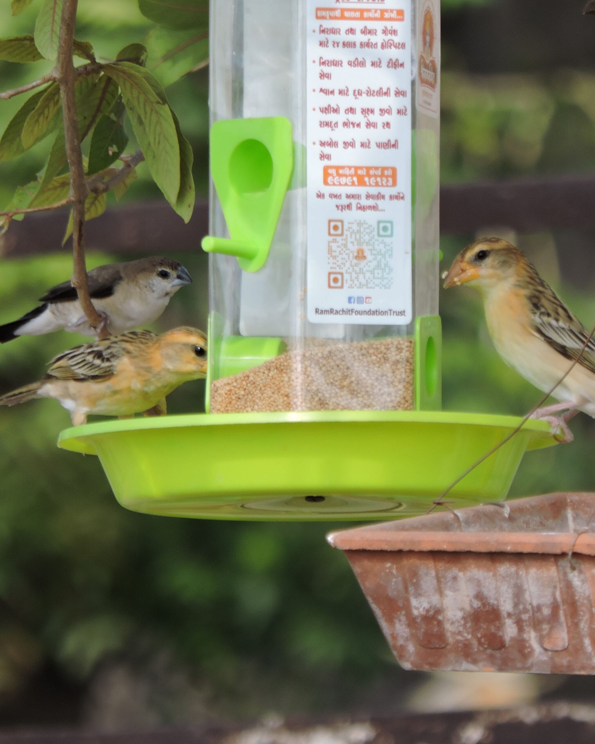 Save the Birds Initiative