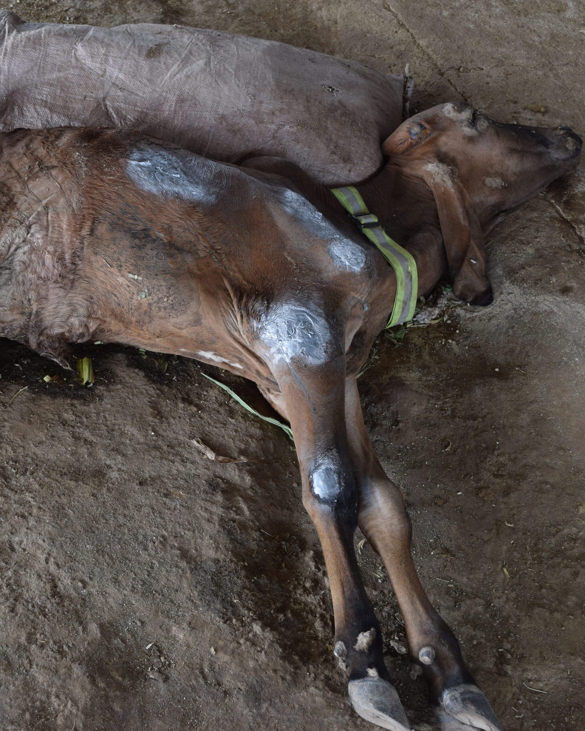 Cow Acid Burn Treatment in Rajkot