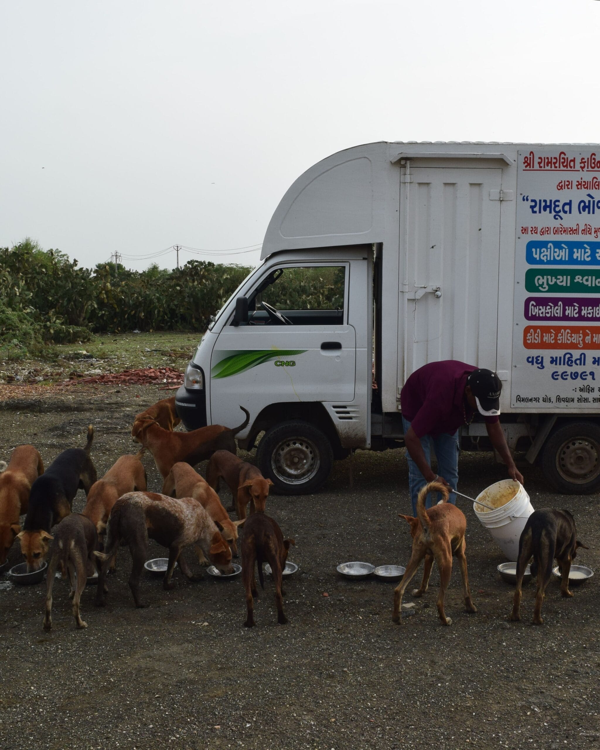 food service for stray dogs in Rajkot