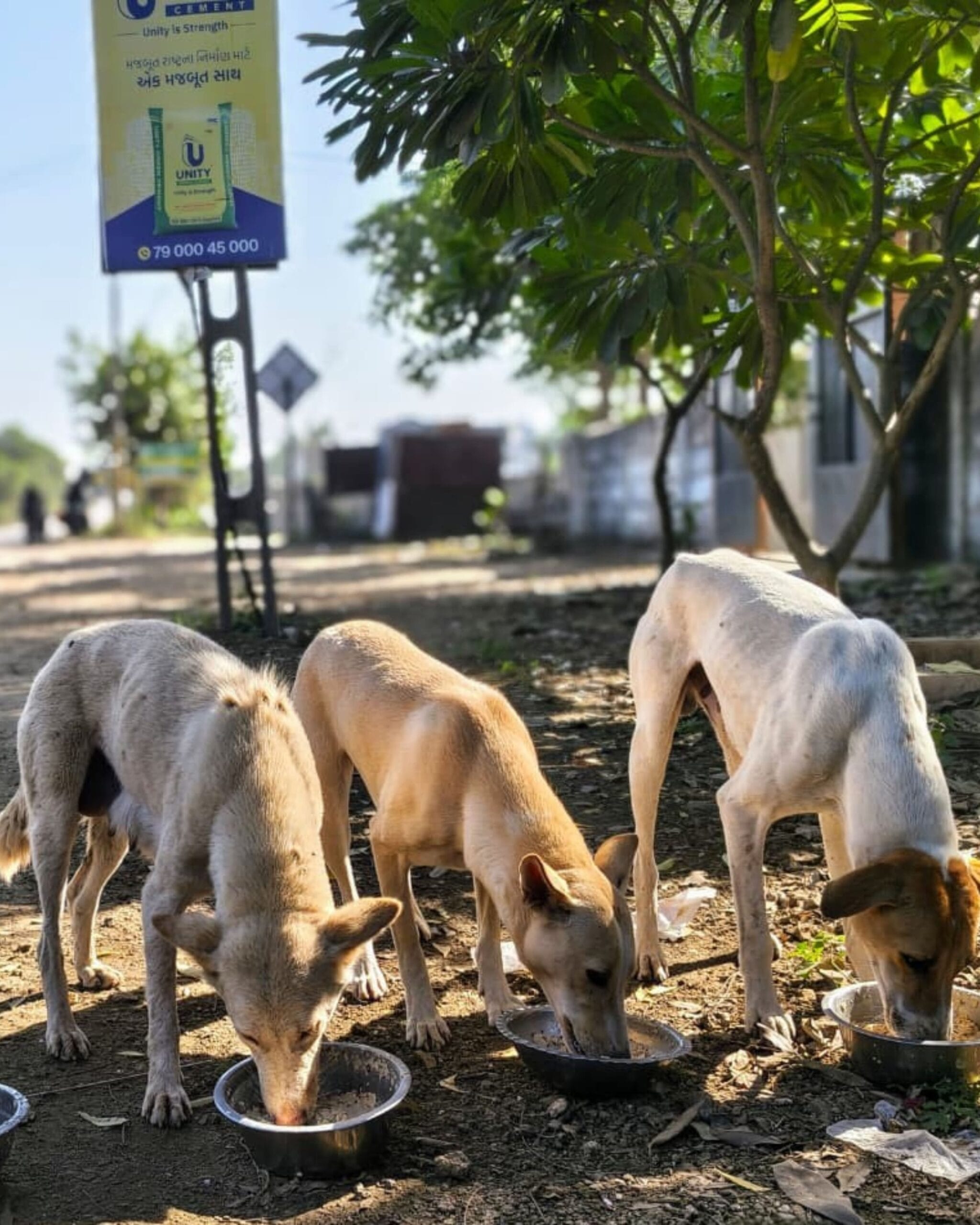 NGO for street dogs in Rajkot