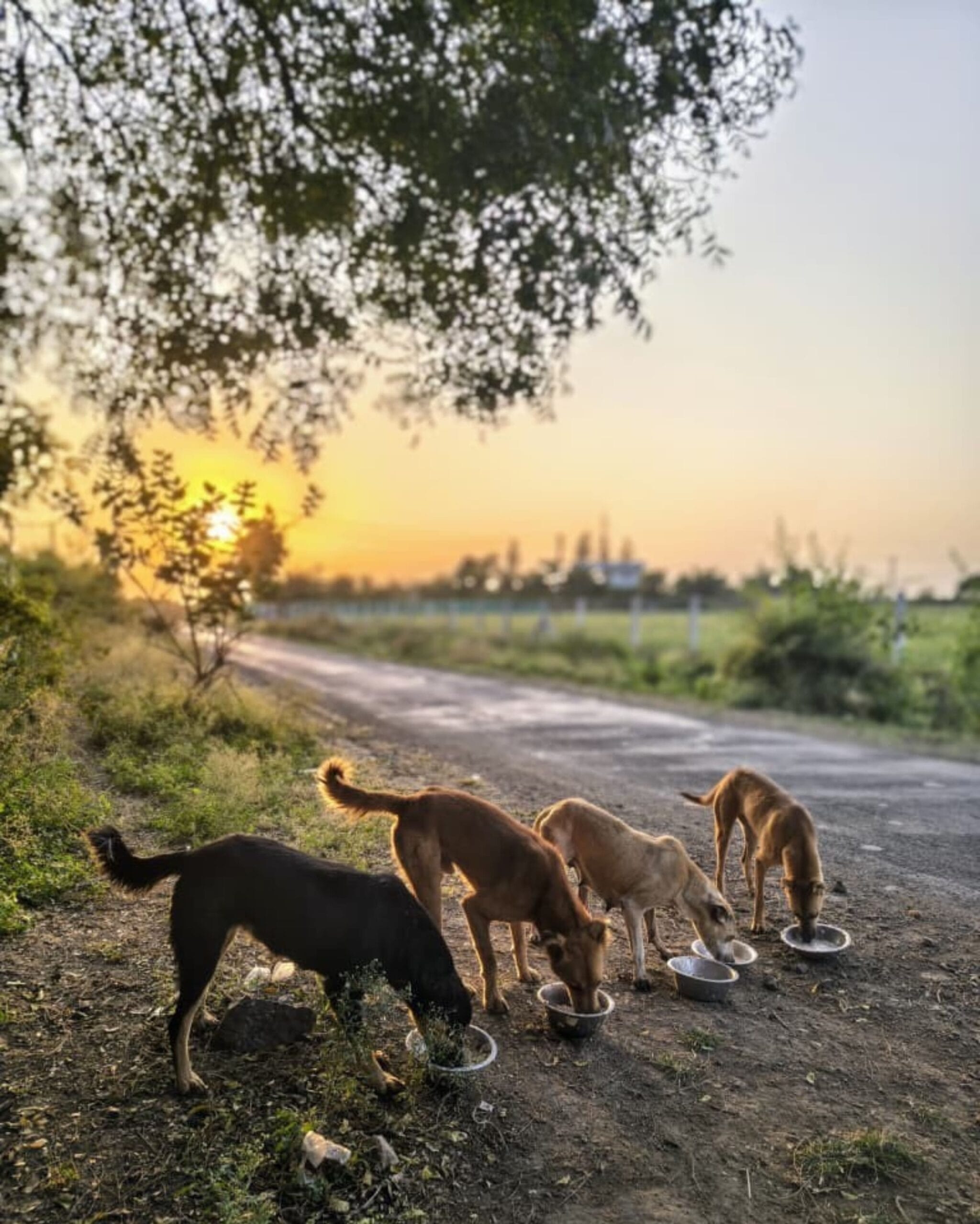 dog feeding NGO in Rajkot Gujarat