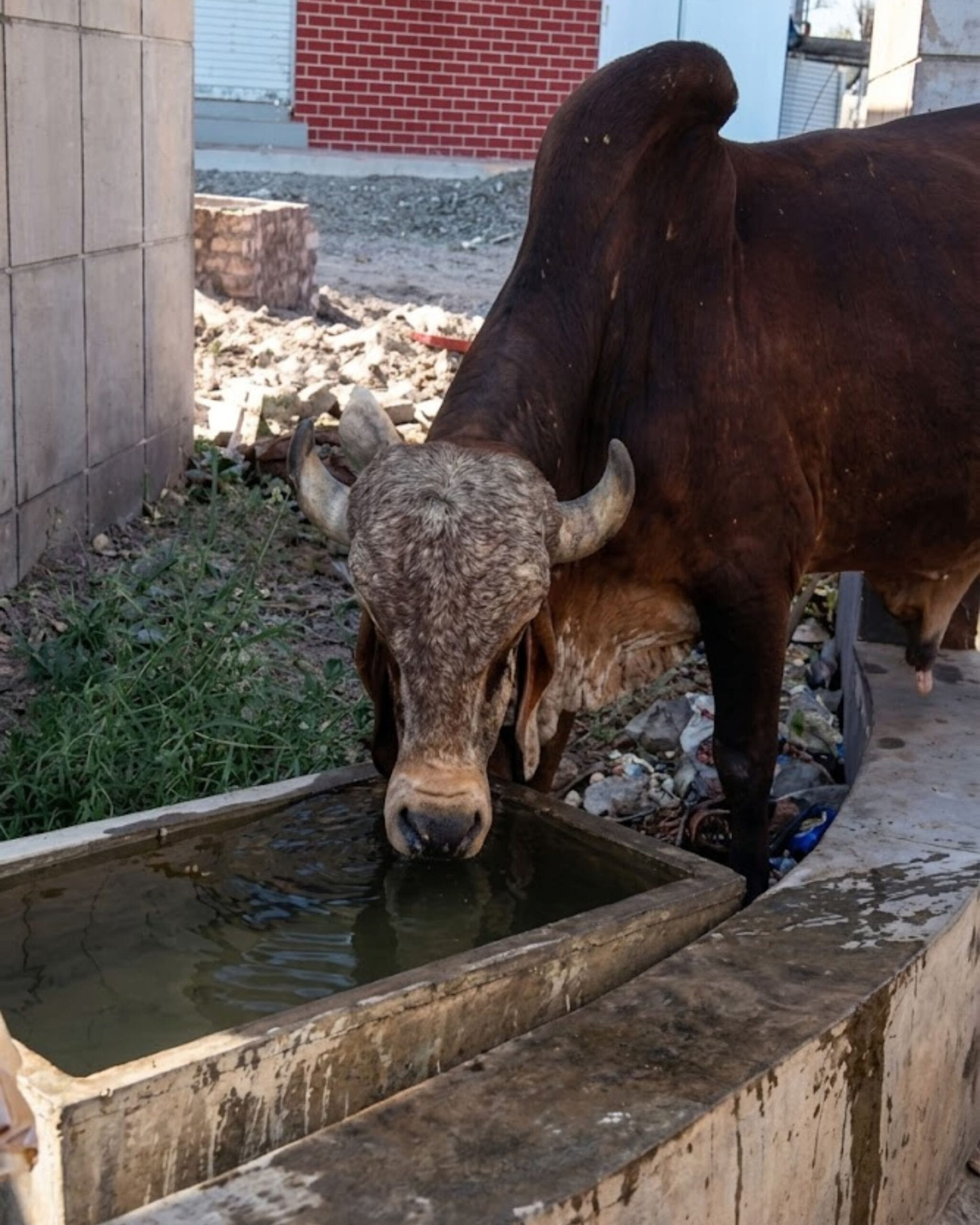 Free drinking water service for stray cows in Rajkot
