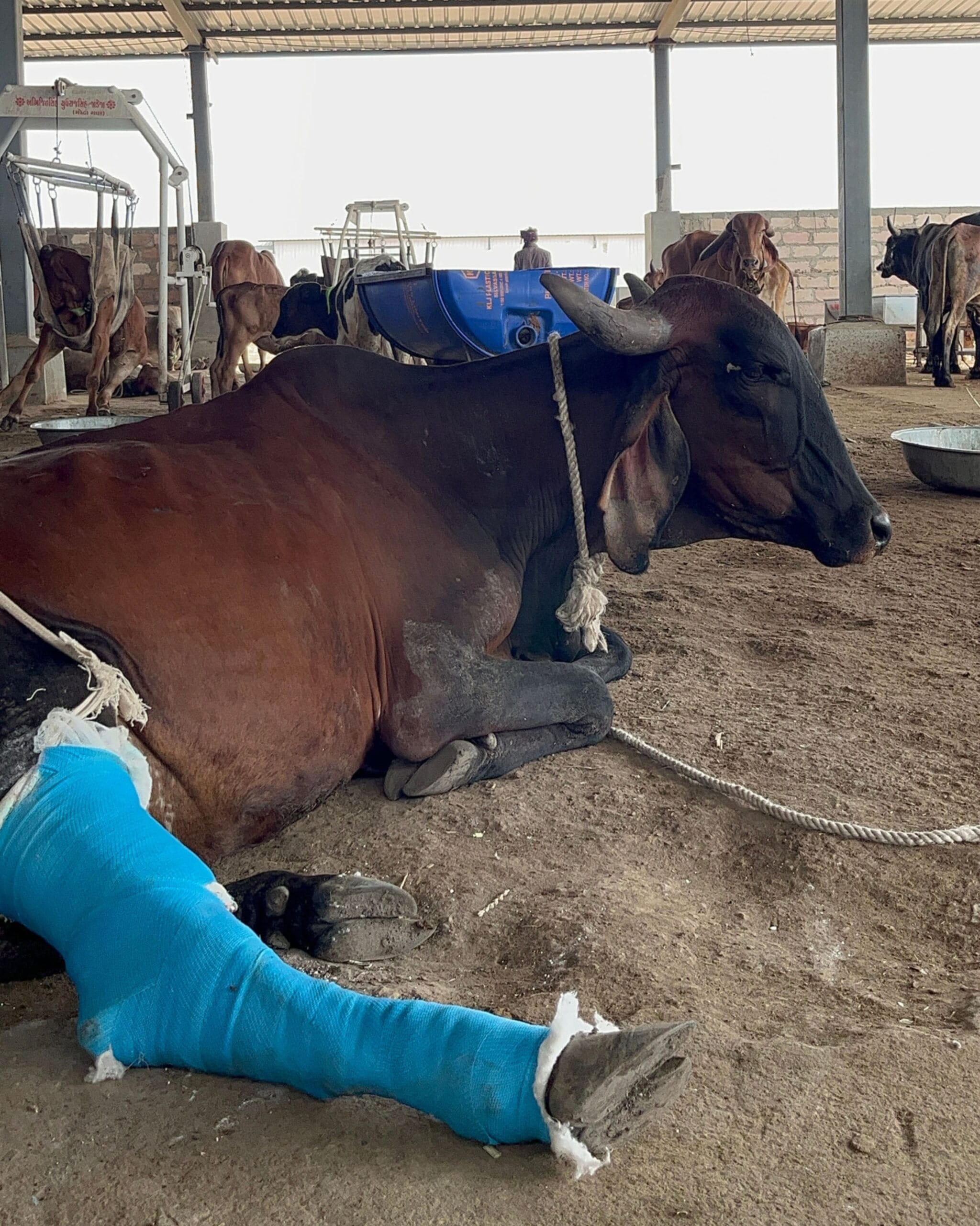Cow Bone Fracture Treatment