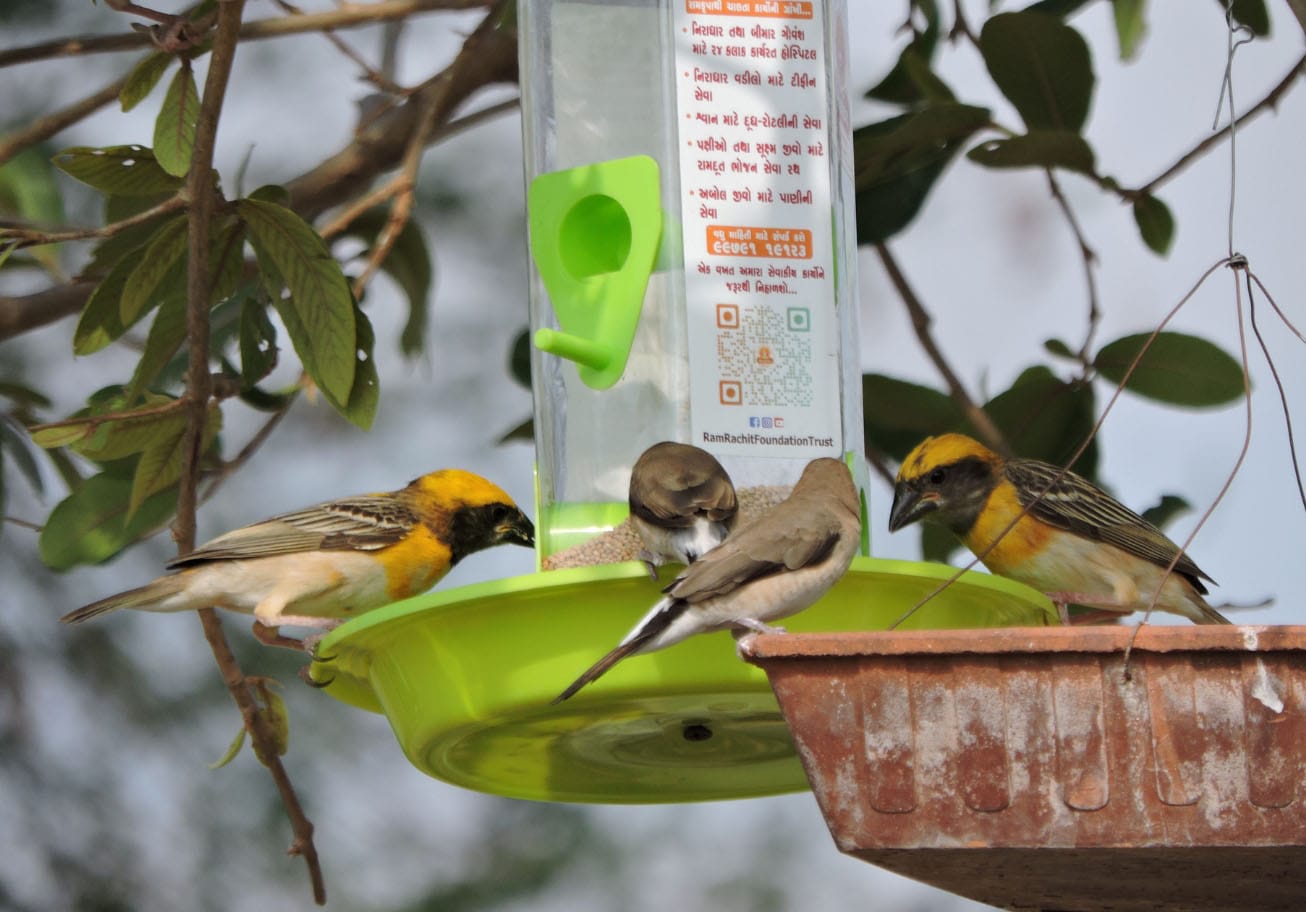 Bird Conservation Rajkot