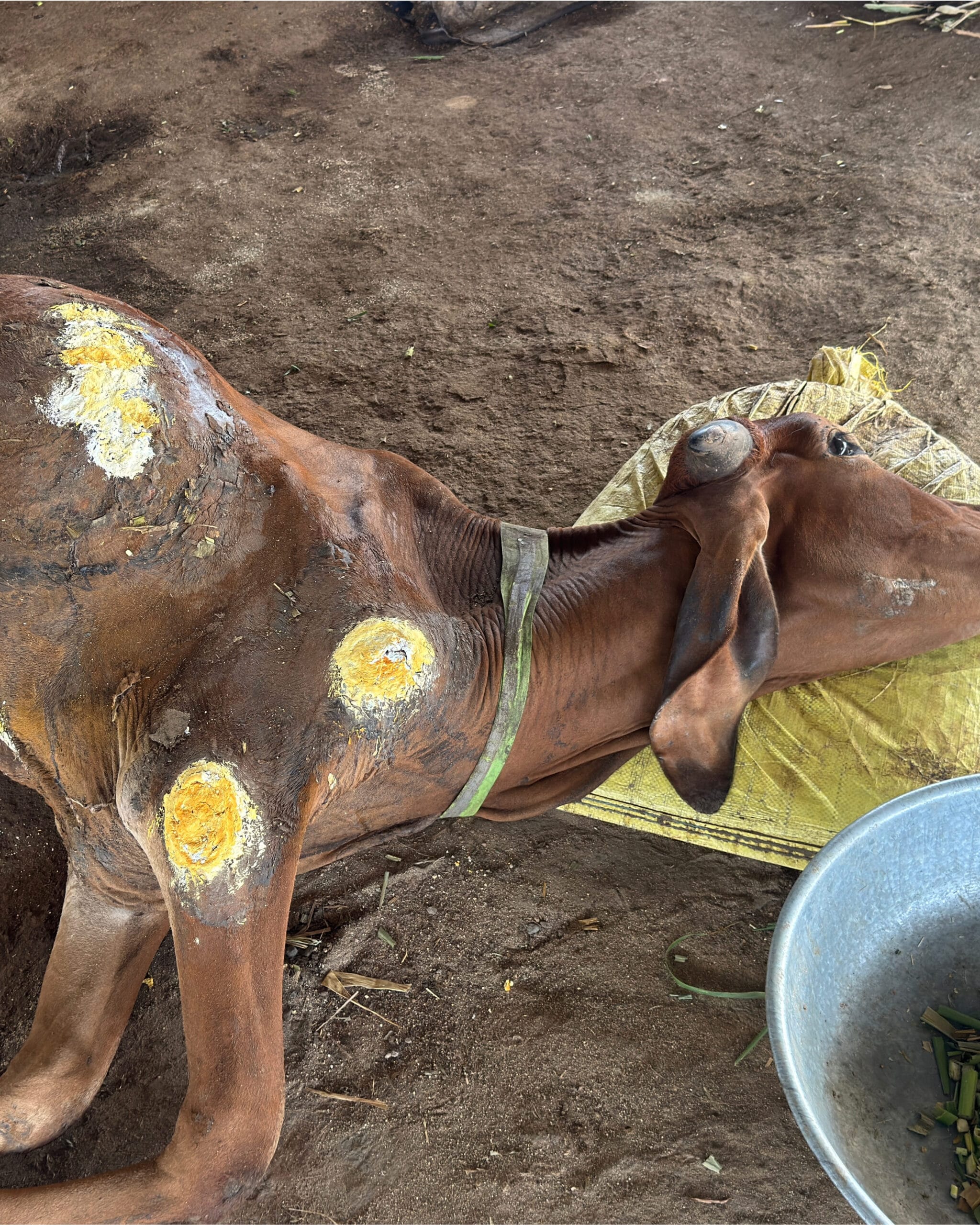 Acid Burn Cow Treatment