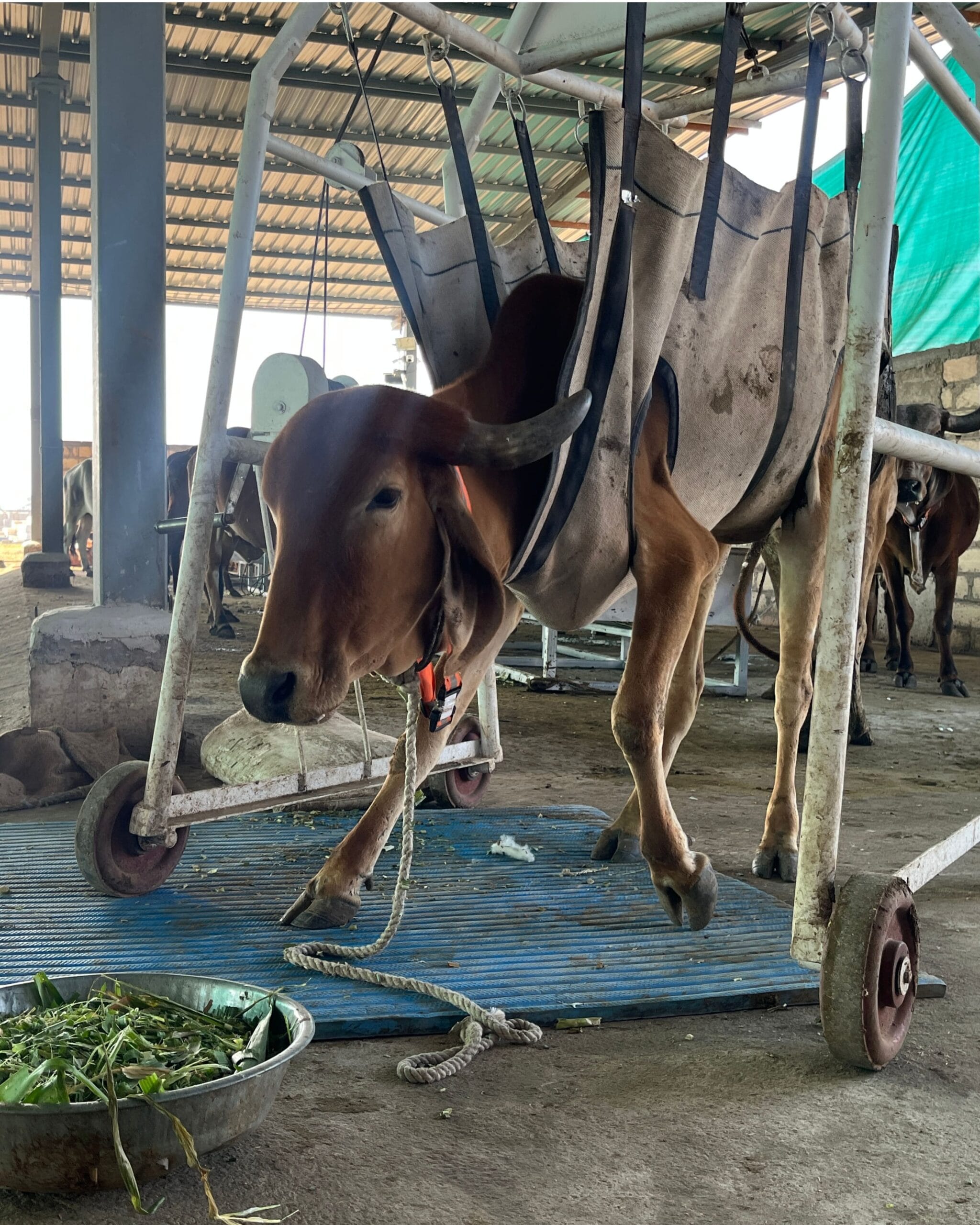 Injured and Paralysed Cow Treatment