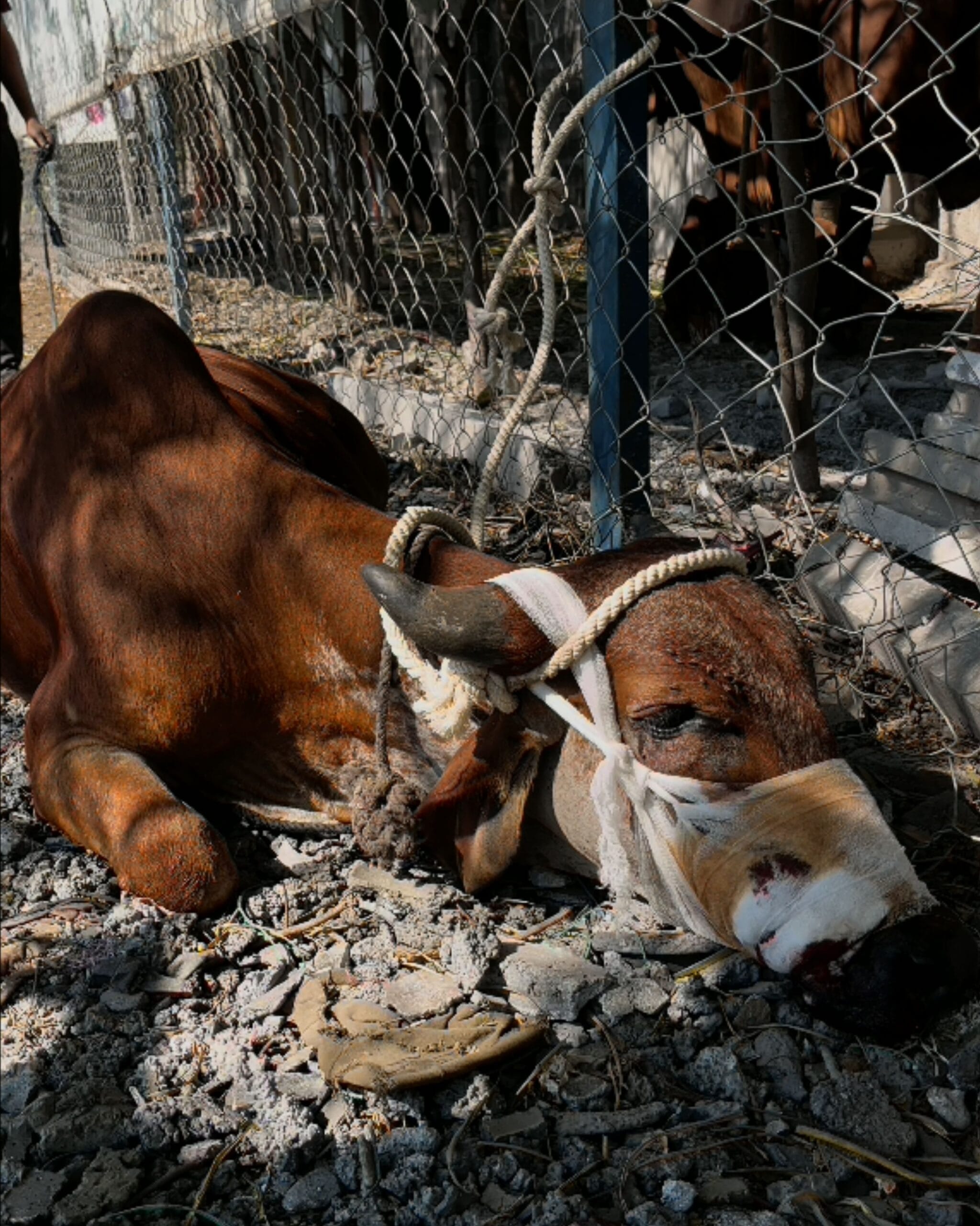 Cow Treatment at Our Gauvansh Hospita