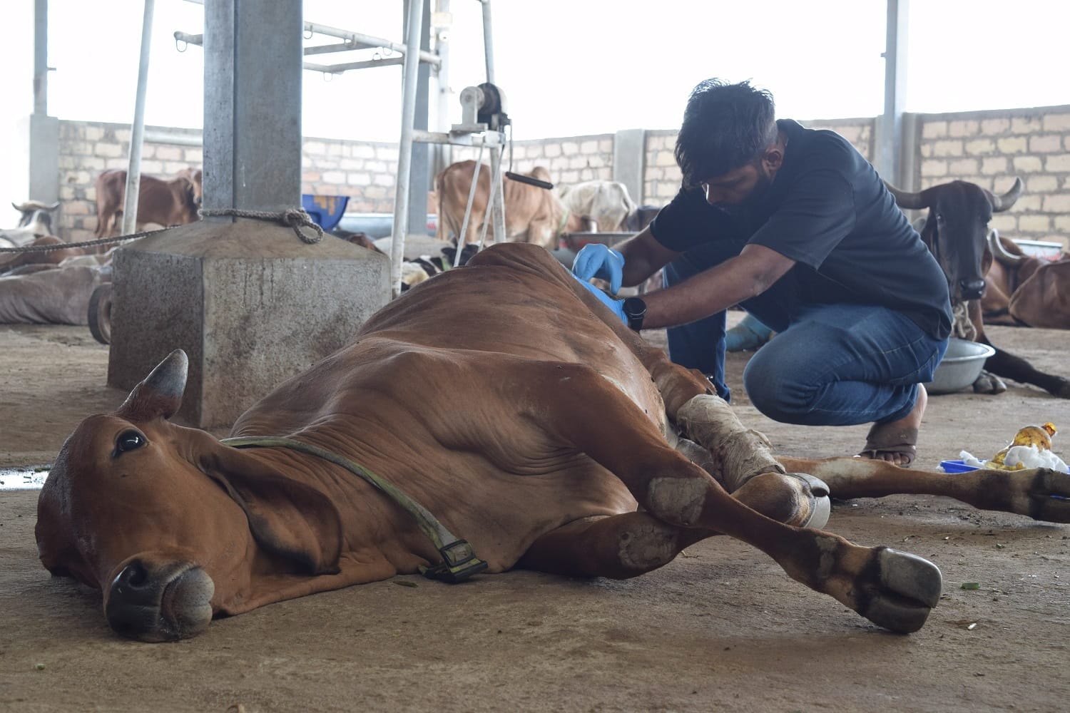 Cow Care & Treatment