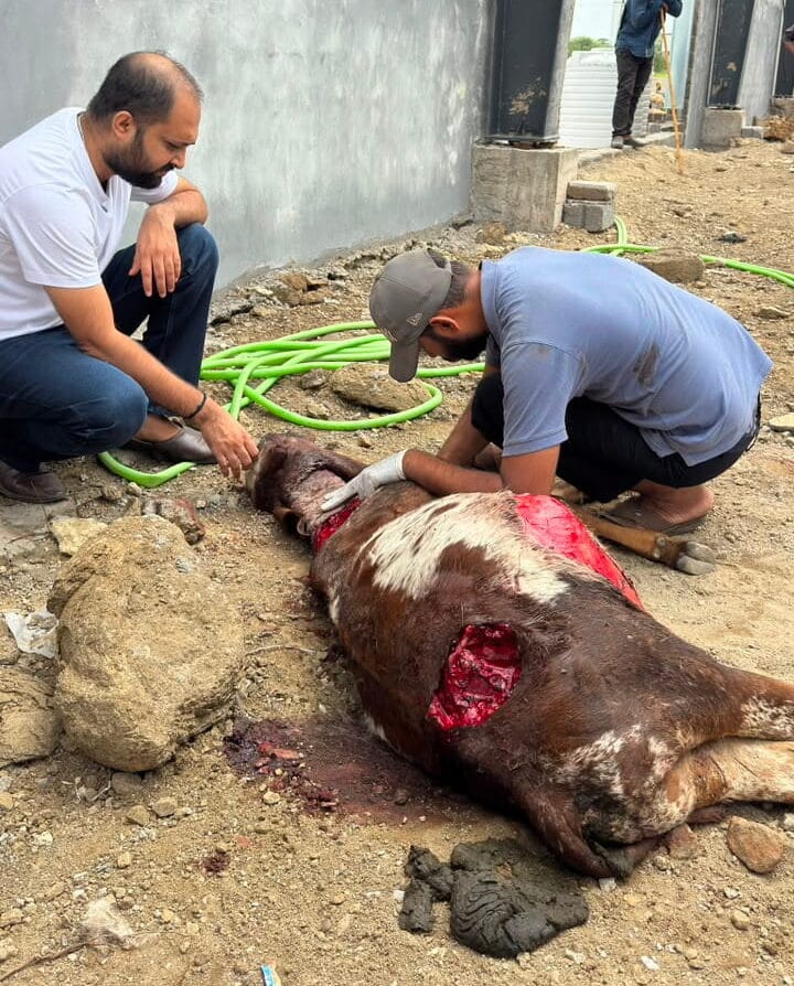 Dog Bite Injury Treatment for Cow