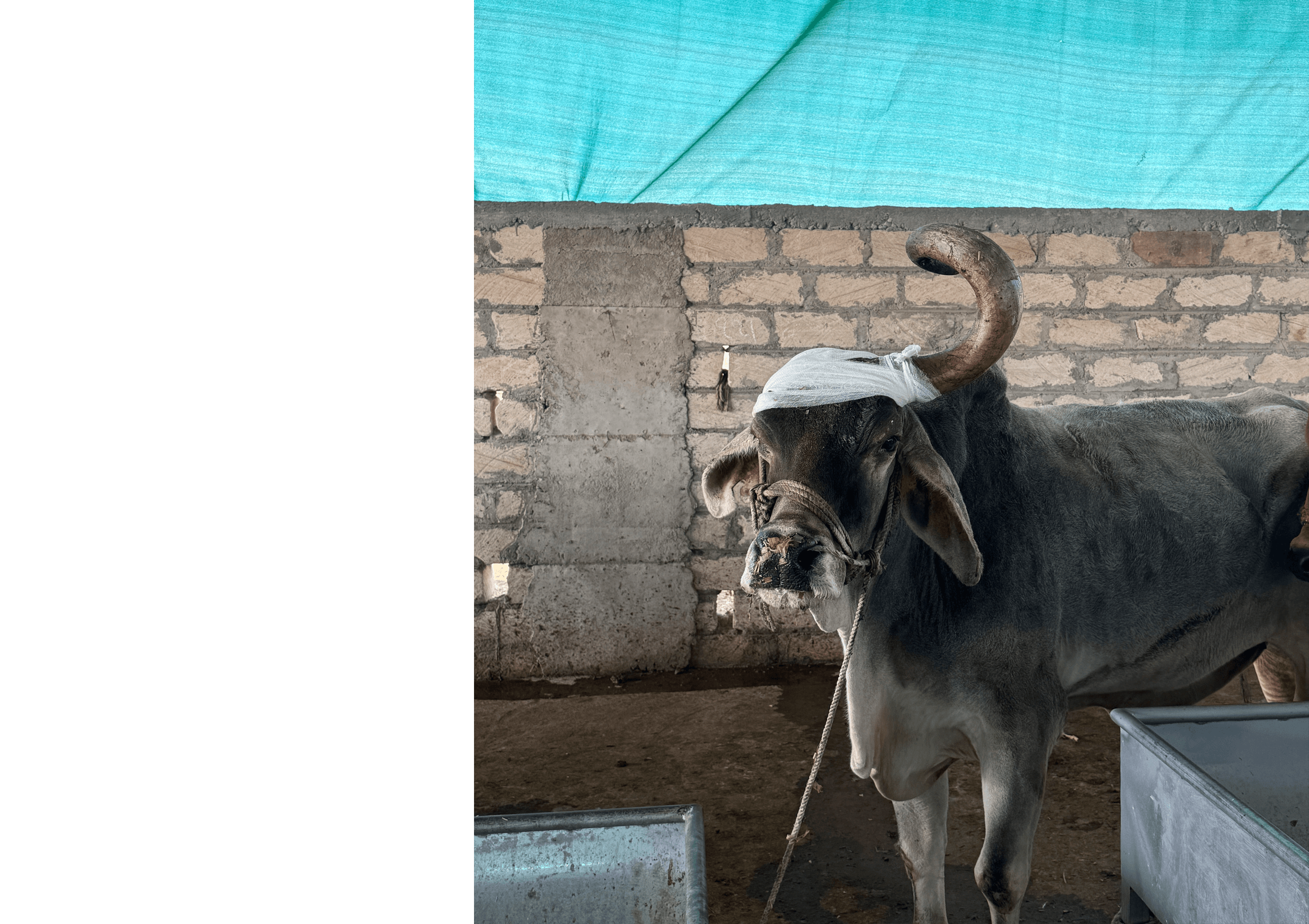 Cow Welfare