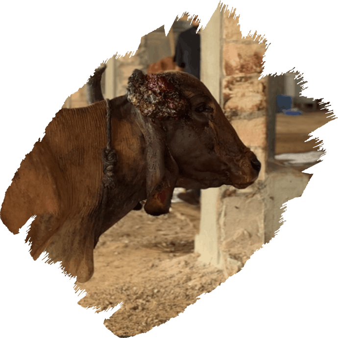 cow hospital 3