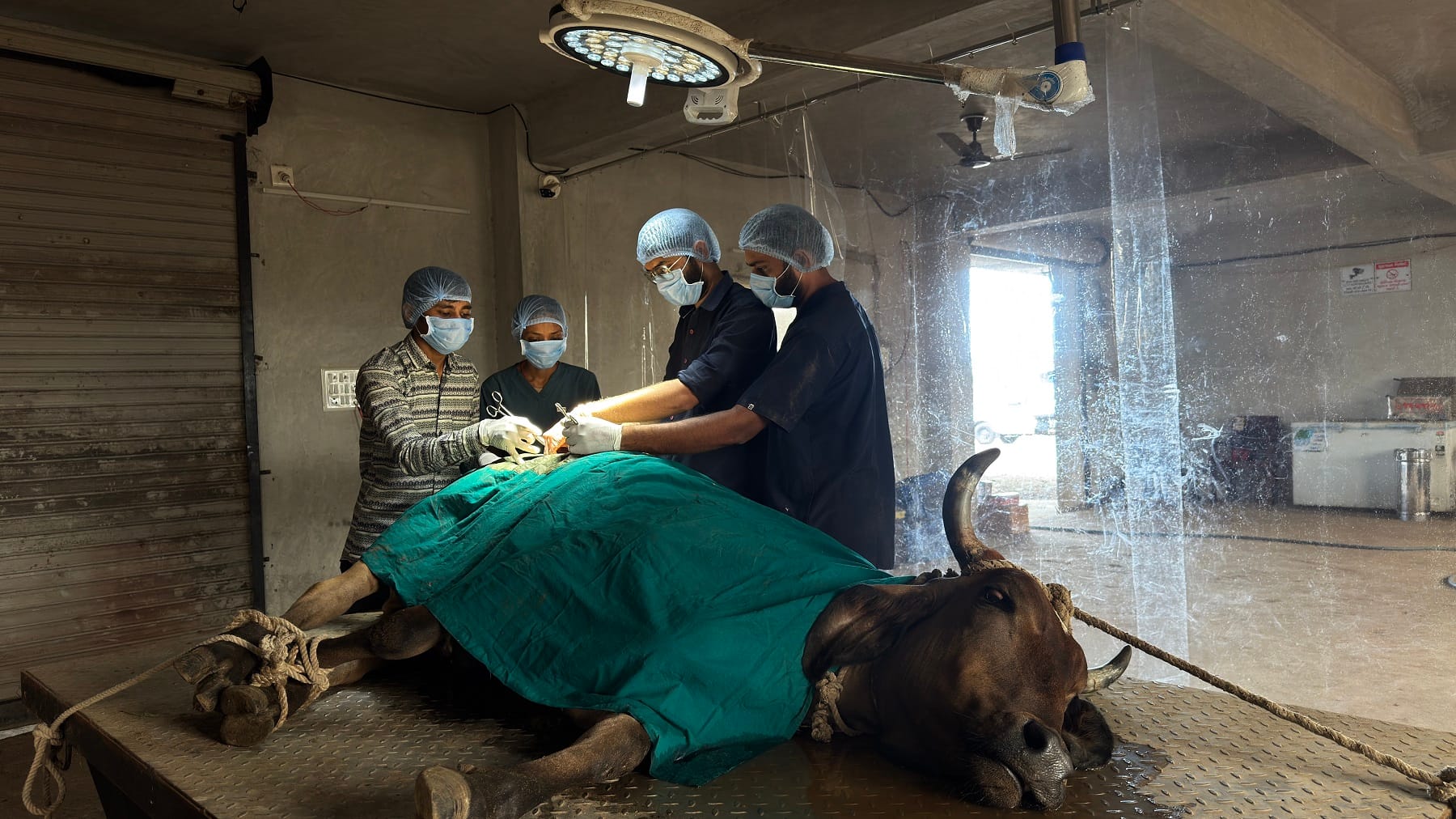 Veterinary Care for Cows