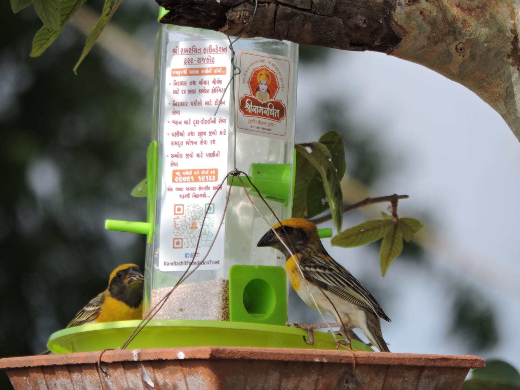 Save the Birds Initiative