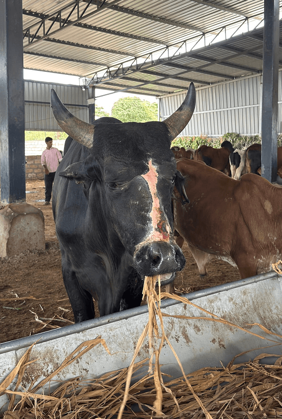 Cow after veterinary treatment at Gauvansh Hospital Rajkot