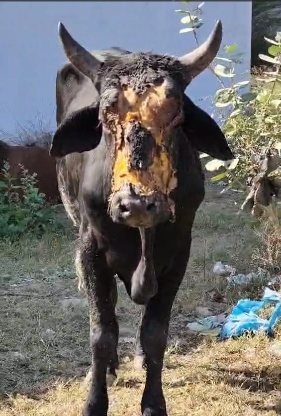 Injured cow receiving veterinary care at Gauvansh Hospital in Rajkot