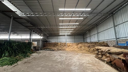 Cow shelter and Gaushala facility in Rajkot