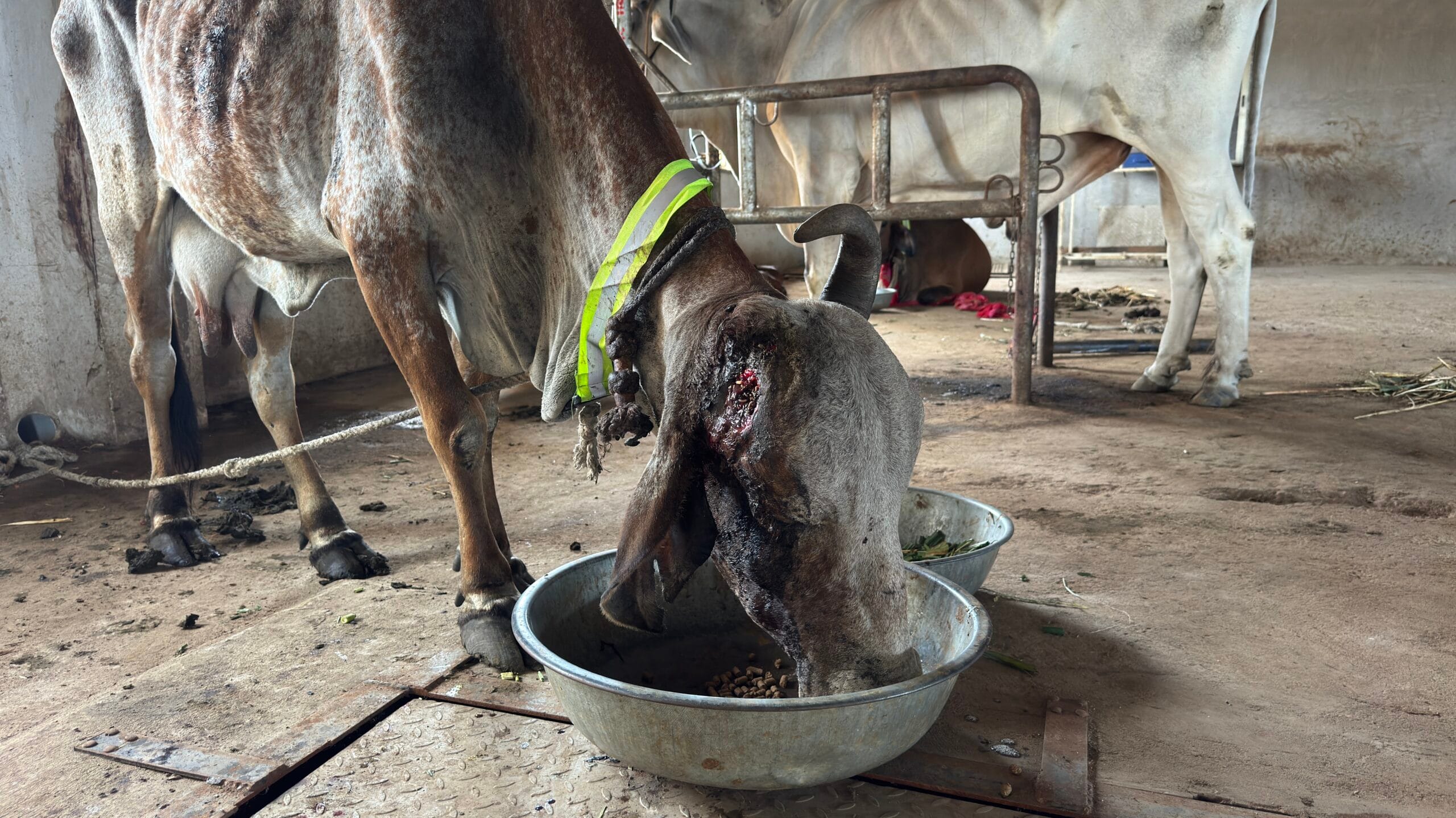 Cow receiving treatment for horn cancer at Ramrachittrust hospital